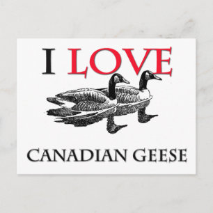 Carte Postale J'aime les oies canadiennes