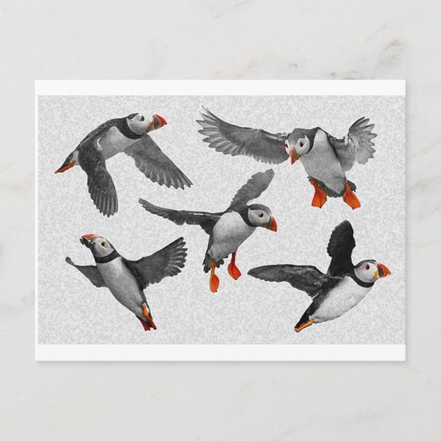 Carte Postale J'Aime Les Puffins ! (Devant)