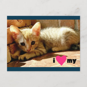 Carte Postale J'aime mon chat