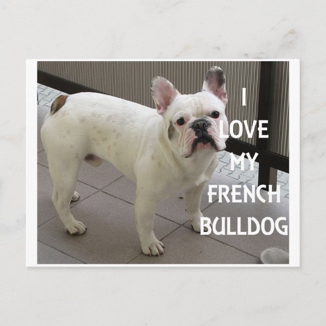 Carte Postale J'Aime Mon Chien À Balle Français (Devant)