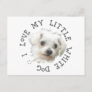 Carte Postale J'aime mon petit chien blanc - Maltais