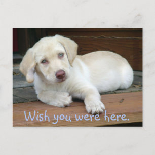 Carte Postale J'Aimerais Que Vous Étiez Ici Jaune Lab Puppy