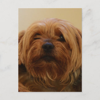 Carte Postale Jake Le Yorkie Terrier