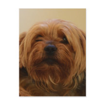 Jake Le Yorkie Terrier