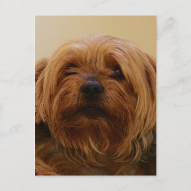 Carte Postale Jake Le Yorkie Terrier (Devant)