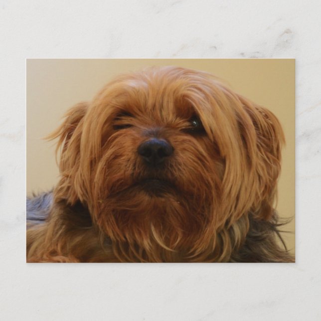 Carte Postale Jake Le Yorkie Terrier (Devant)