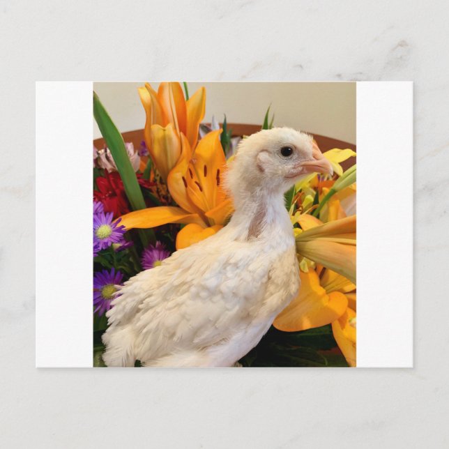 Carte Postale jambe blanche gelée (Devant)