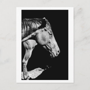 Carte Postale jambe de cheval