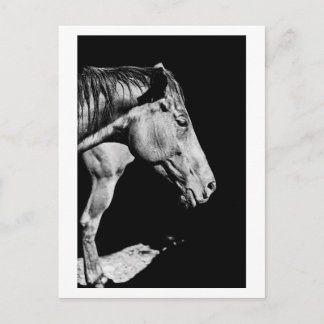 Carte Postale jambe de cheval