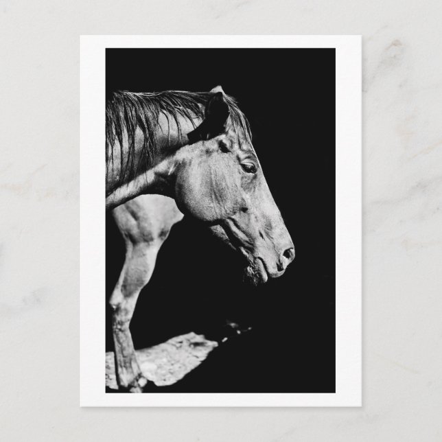Carte Postale jambe de cheval de tête (Devant)