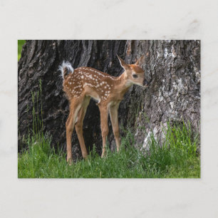 Carte Postale Jambes agitées