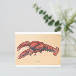 Carte Postale James Sowerby Homard serbé