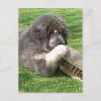 Jampo Tibétain Mastiff avec balai