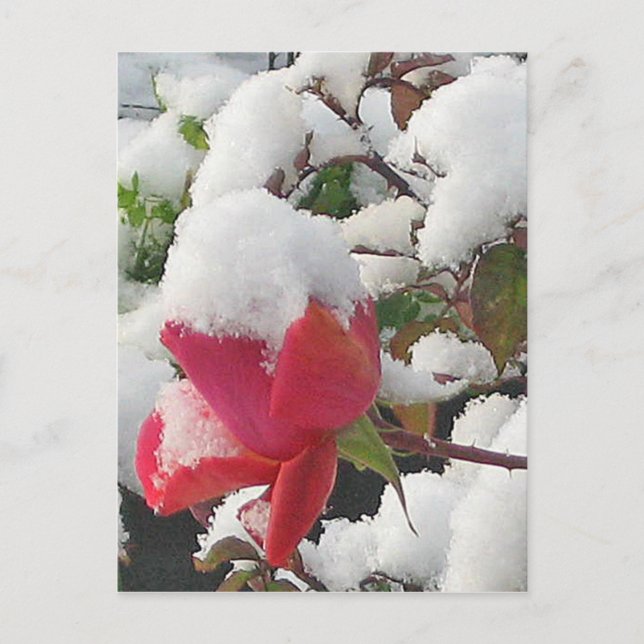Carte postale janvier 2012 Rose (Devant)