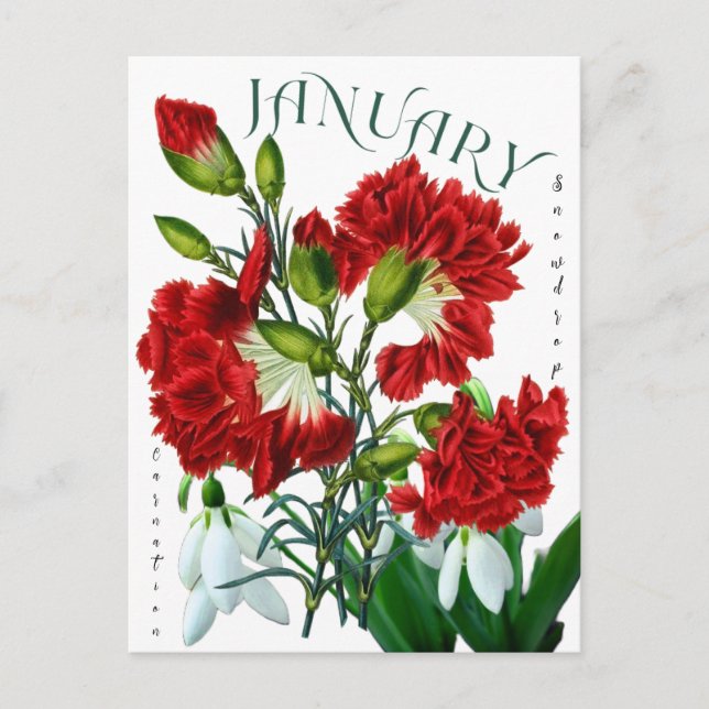 Carte Postale Janvier Mois Fleurs neige Carnation fantaisie (Devant)