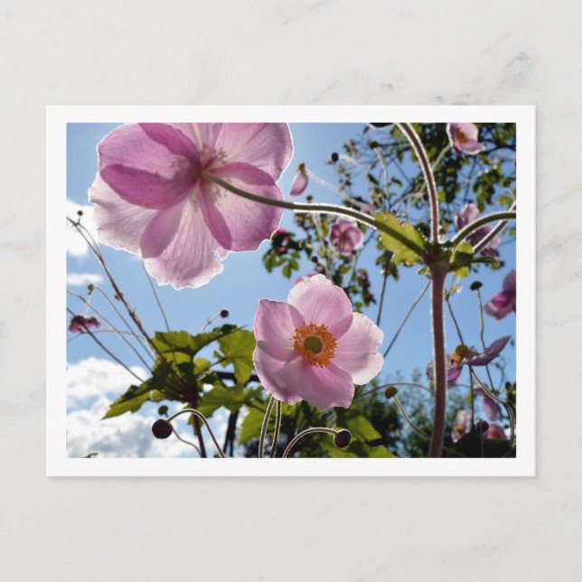 Carte Postale Japanese Anemone (Devant)
