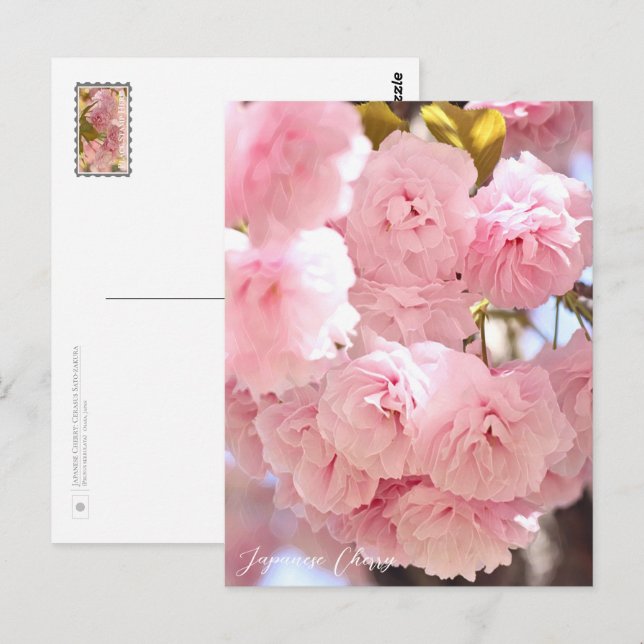 Carte Postale Japanese Cherry (Devant / Derrière)