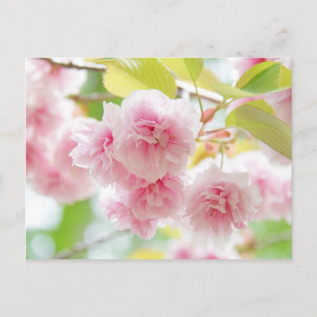 Carte Postale Japanese cherry blossoms (Devant)