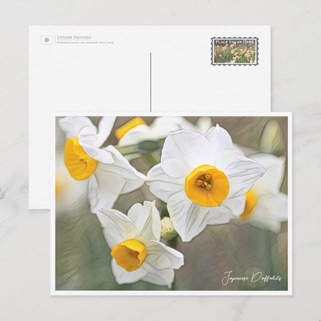 Carte Postale Japanese Daffodils (Devant / Derrière)