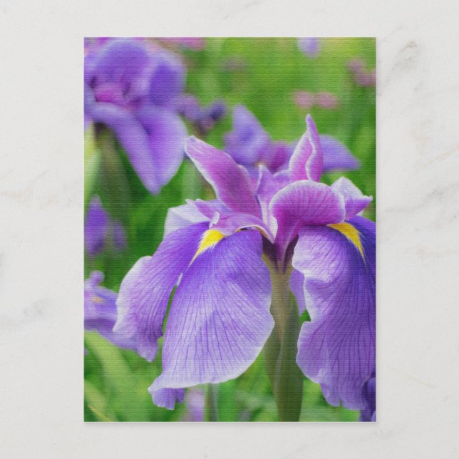 Carte Postale Japanese iris (Devant)