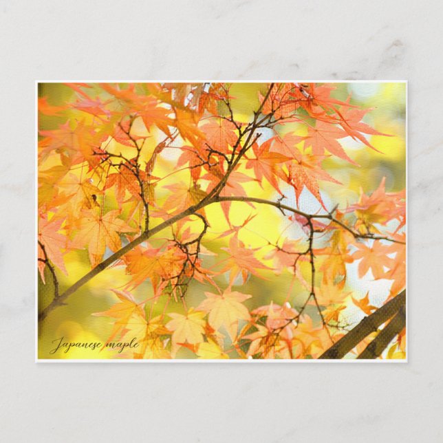 Carte Postale Japanese Maple: Autumn Leaves (Devant)