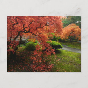 Carte Postale Japanese Maples in a Japanese Garden in Autumn