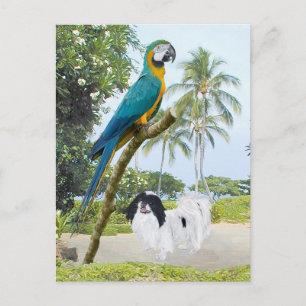 Carte Postale Japonais Chin et Macaw