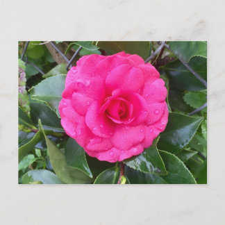 Carte postale japonaise Pink Camellia
