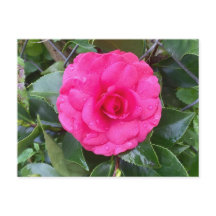 Carte postale japonaise Pink Camellia