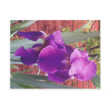 Carte postale japonaise violet Iris