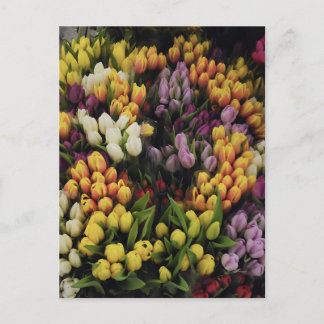 Carte Postale Jardin à fleurs de tulipes colorées en fleur, élég