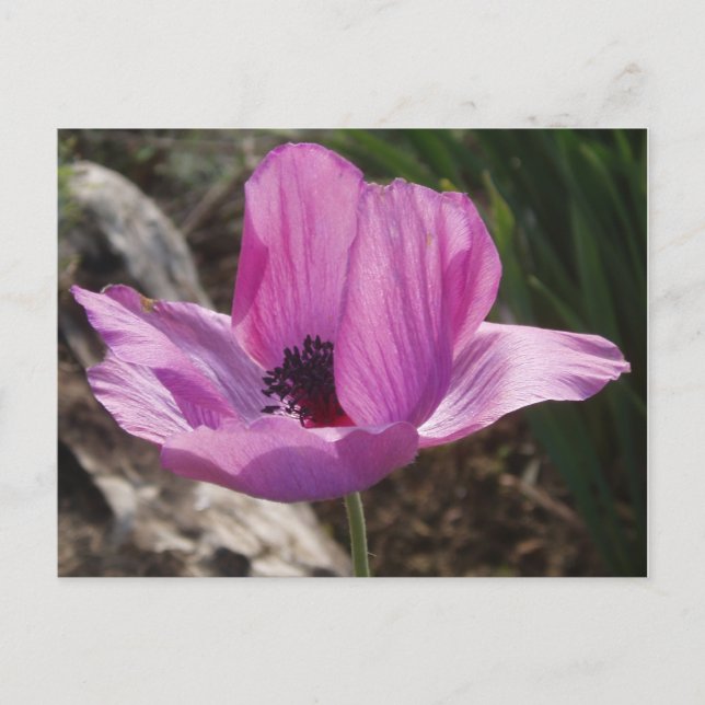 Carte postale Jardin Anemone (Devant)