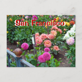 Carte Postale Jardin aux fleurs de Dahlia dans Golden Gate Park