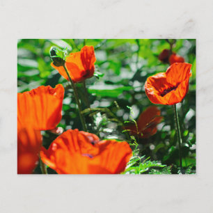 Carte Postale Jardin aux fleurs de pavot rouge stylisé