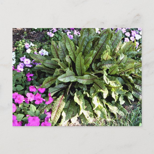 Carte Postale Jardin aux fleurs de Sorrel Rose Impatiens rouge (Devant)