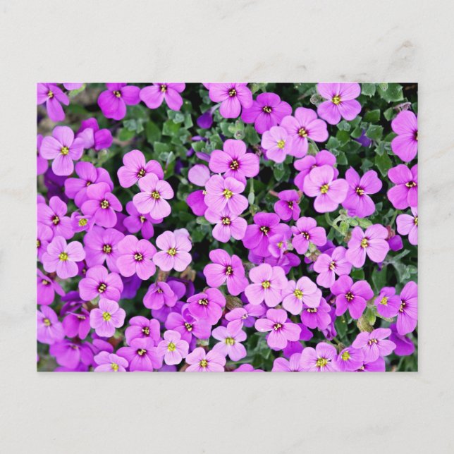Carte Postale Jardin aux fleurs violettes (Devant)