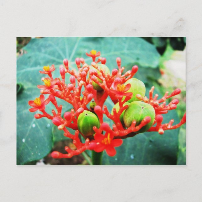 Carte Postale Jardín Botánico Piñeres, Turbaco, Colombie (Devant)