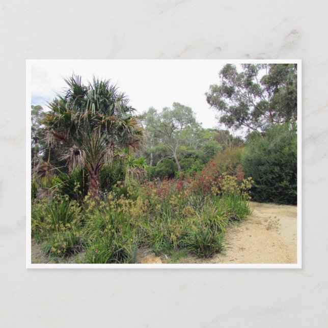 Carte Postale jardin botanique canberra (Devant)