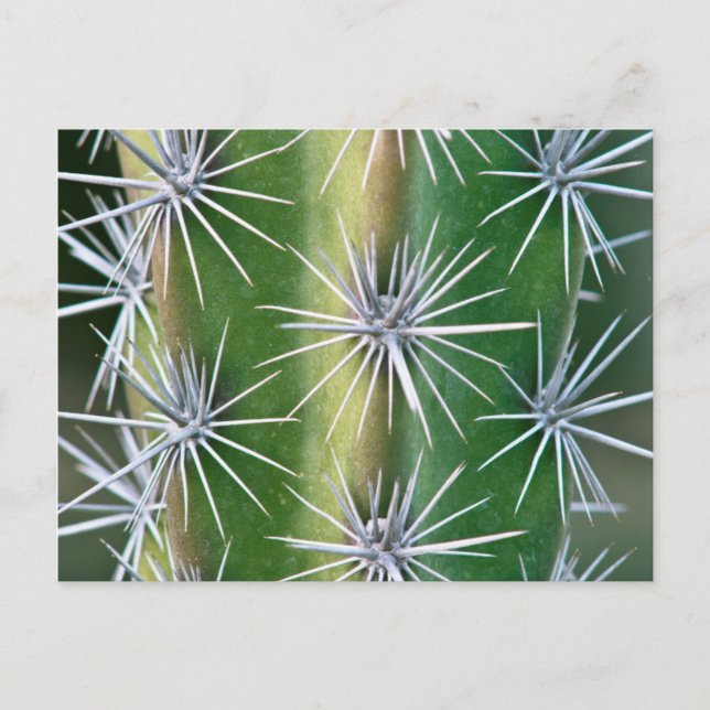 Carte Postale Jardin botanique de Huntington, Octopus Cactus (Devant)