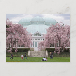 Carte Postale Jardin botanique de New York rose pleurant cerise