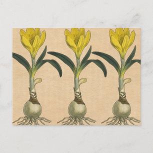 Carte Postale Jardin botanique de tulipe Amaryllis Fleur