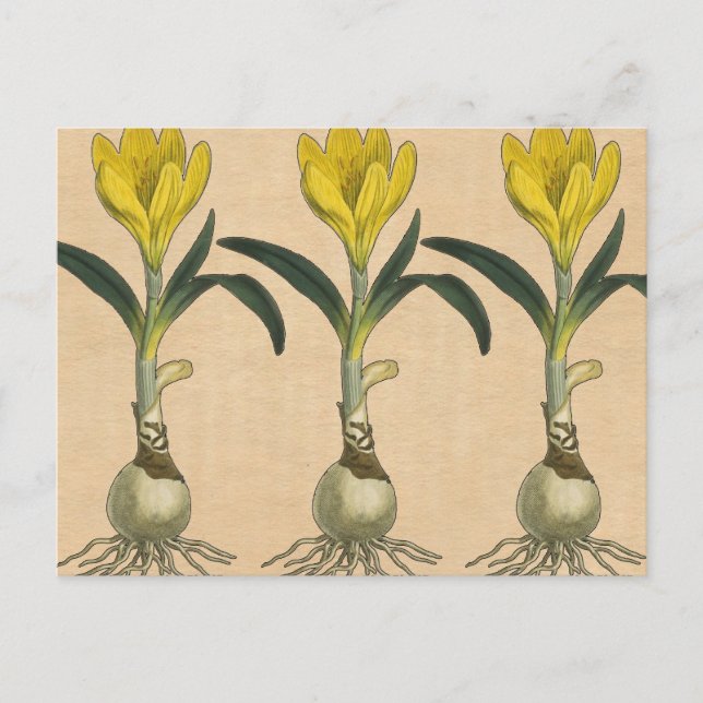 Carte Postale Jardin botanique de tulipe Amaryllis Fleur (Devant)
