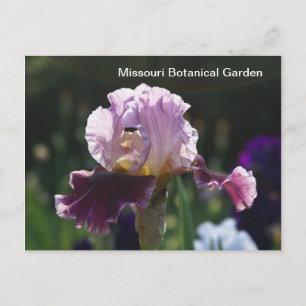 Carte Postale Jardin botanique du Missouri-Iris