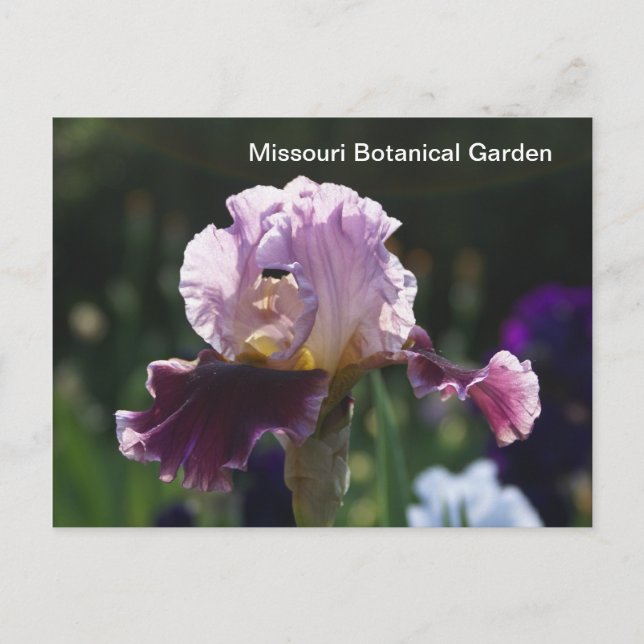 Carte Postale Jardin botanique du Missouri-Iris (Devant)