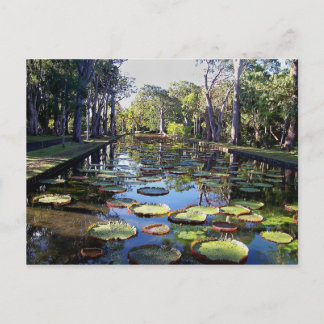 Carte Postale Jardin Botanique Pamplemousses, île Maurice
