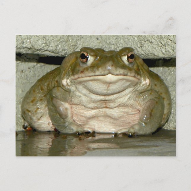Carte Postale Jardin Bufo alvarius - Crapaud du fleuve Colorado (Devant)