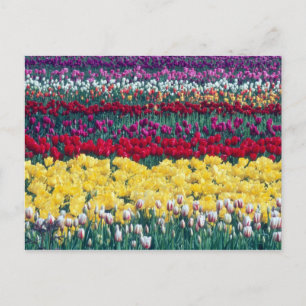 Carte Postale Jardin d'affichage des tulipes dans le comté de Sk