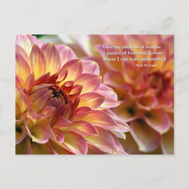 Carte Postale Jardin de belles fleurs : Citation de Whitman (Devant)