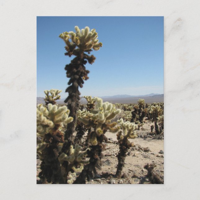 Carte Postale Jardin de Cholla - Joshua Tree (Devant)