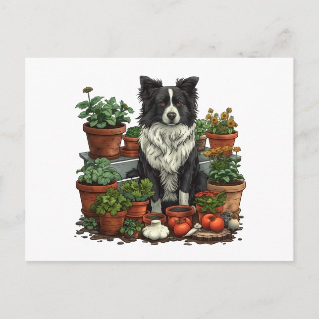 Carte Postale Jardin de Collie à la frontière (Devant)